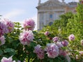 Peonies bloom the Burggarten park in Vienna. Pfingstrose Paeonia seasonal spring blossom at the background of Weltmuseum