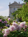 Peonies bloom the Burggarten park in Vienna. Pfingstrose Paeonia seasonal spring blossom at the background of Weltmuseum