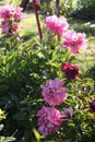 Peonies blooming in a small Garden