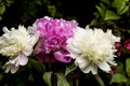 Peonies