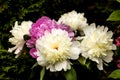 Peonies