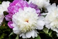 Peonies