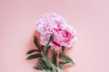 Peonies bouquet flowers in full bloom vibrant pink color isolated on pale pink background. flat lay, top view, space for text. Royalty Free Stock Photo