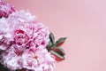 Peonies bouquet flowers in full bloom vibrant pink color isolated on pale pink background. flat lay, top view, space for text. Royalty Free Stock Photo