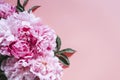 Peonies bouquet flowers in full bloom vibrant pink color isolated on pale pink background. flat lay, top view, space for text. Royalty Free Stock Photo