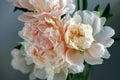 Peonies bouquet, front view