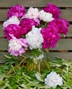 Peonies bouquet vase