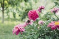 Peonies bush in the garden in countryside. Flower backgrounf for design. Summer floral photo Royalty Free Stock Photo