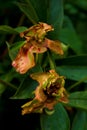 The peonies in the bushes have faded and their seeds are ripe.