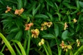 The peonies in the bushes have faded and their seeds are ripe.