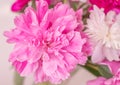 Peonies close up pink and white Royalty Free Stock Photo