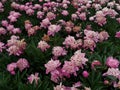 Peonies fading away Royalty Free Stock Photo