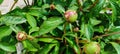 Peonies, flower buds, natural background, peony buds, garden Royalty Free Stock Photo
