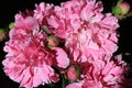 Peonies. Flower petals close-up. Spring flowers. Blooming peonies. Pink peonies on a black background. Blank for a puzzle and a po Royalty Free Stock Photo