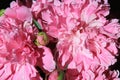 Peonies. Flower petals close-up. Spring flowers. Blooming peonies. Pink peonies on a black background. Blank for a puzzle and a po Royalty Free Stock Photo