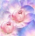 Peonies flowers. Floral background. Closeup.