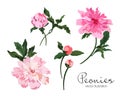 Peonies flowers vector illustration set