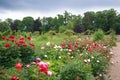 Peonies garden