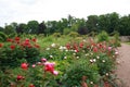 Peonies garden