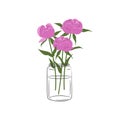 Peonies in a glass jar. Pink flowers with leaves. Spring flowers