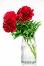 Peonies in a glass vase with water Royalty Free Stock Photo