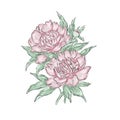 Peonies. Hand draw of flower. Vector illustration.