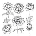 Peonies hand drawn. Floral garden sketch of flowers bud and leaves vector collection of peonies
