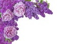 Peonies and lilacs . Top view flat. Isolate on white Royalty Free Stock Photo