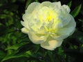 Peonies are the most feminine flower! Peonies breathe tenderness and light Peonies are like the wind between the lines They are wa