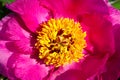 Peonies Paeonia, also called peonies, are the only plant species in the peony family Paeoniaceae.