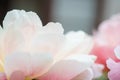 Peonies pastel pink color close-up. Peony petals.