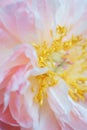 Peonies pastel pink color close-up. Peony petals.