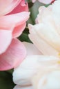 Peonies pastel pink color close-up. Peony petals.