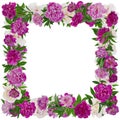 Peonies photo frame Royalty Free Stock Photo