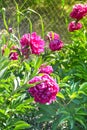 Beautiful purple peonies blooming in summer garden Royalty Free Stock Photo