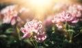 Peonies in sunlight