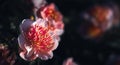 Peonies in sunlight