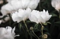 Peonies in sunlight