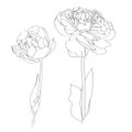 Peonies tulips flowers, black outline on white background. Royalty Free Stock Photo