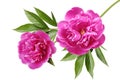 Peony Royalty Free Stock Photo