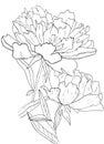 Peony flowers black and white vector illustration