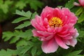 Peony Royalty Free Stock Photo