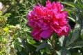 Peony Adolphe Rousseau in British park - London, UK