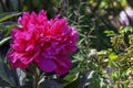 Peony Adolphe Rousseau in British park - London, UK