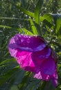 Peony anomalia Royalty Free Stock Photo