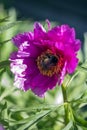 Peony anomalia Royalty Free Stock Photo