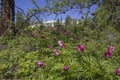 Peony anomalia Royalty Free Stock Photo