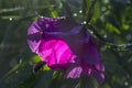 Peony anomalia Royalty Free Stock Photo