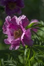 Peony anomalia Royalty Free Stock Photo