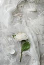 Peony on a background of marble, photographed in the daytime.